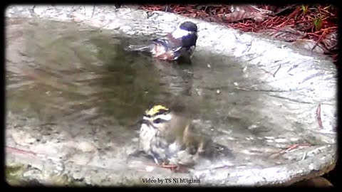 Kinglet and Chickadees Duet