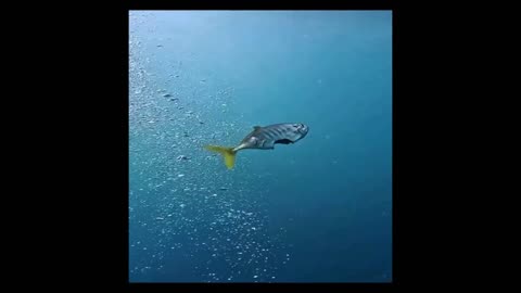 🧠✨ The Hidden Danger in the Sea: Eat or Be Eaten! | FeedMyCuriosity