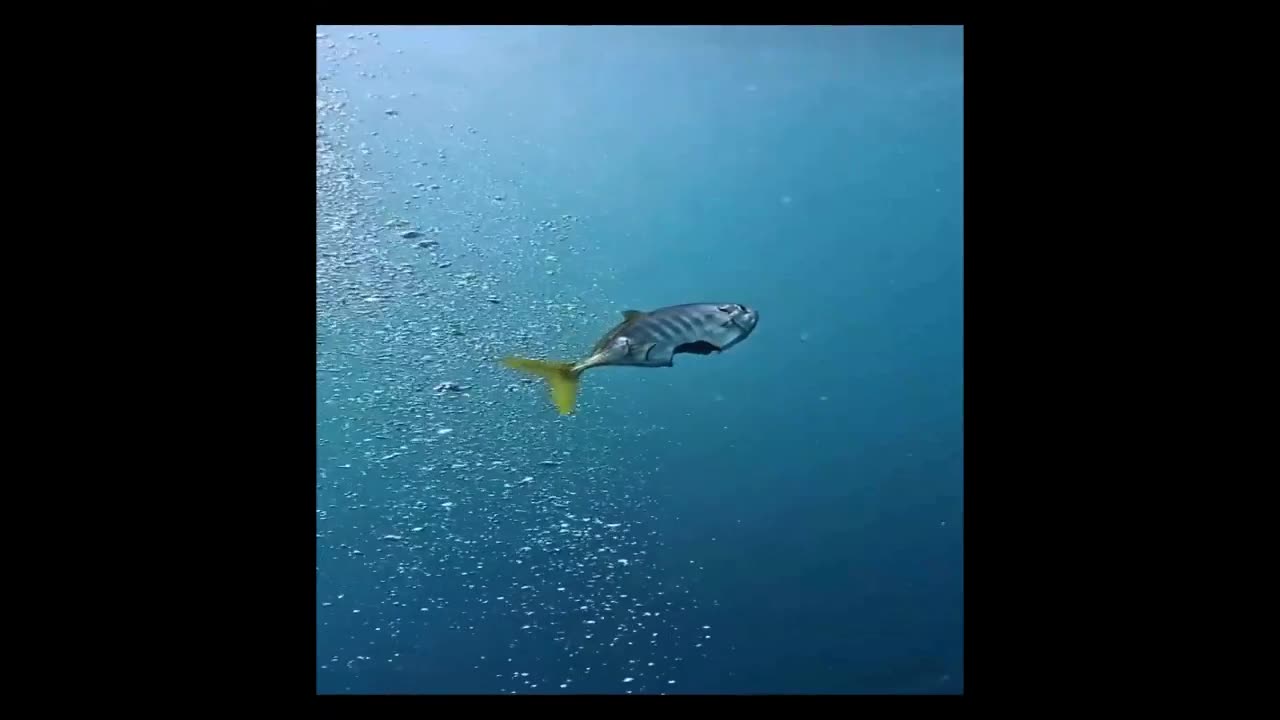 🧠✨ The Hidden Danger in the Sea: Eat or Be Eaten! | FeedMyCuriosity