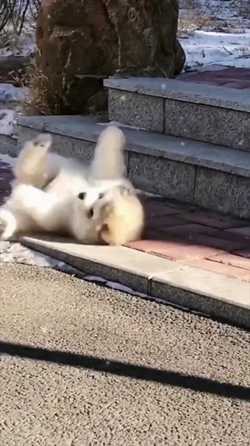 Mais c’est pas un chiot c’est un panda 🤣