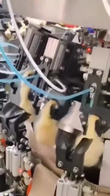 “How chickens are dosed with vaccines and growth hormones”