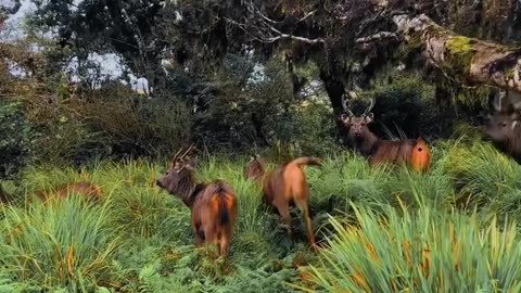 Hortan plain in srilanka.. #travel vlog