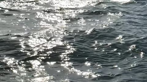 Harbor Seal Seeks Refuge From Hunting Orca Pod