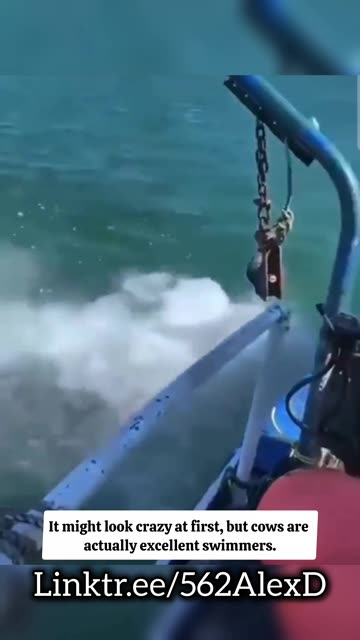 Irish Farmer's Genius Hack: Cows Swim to Remote Islands for the Best Grass Ever!