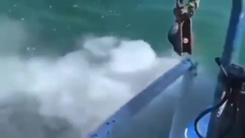 Irish Farmer's Genius Hack: Cows Swim to Remote Islands for the Best Grass Ever!