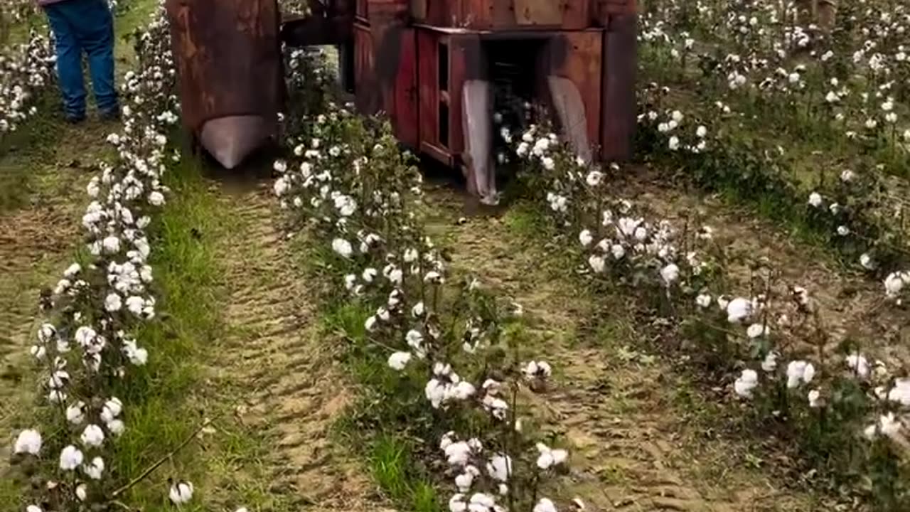 Cotton picker