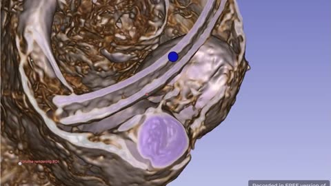💡🔬 DICOM Files Reveal Capillaries and Veins in Luisa's Eggs! | TheTruthAbove