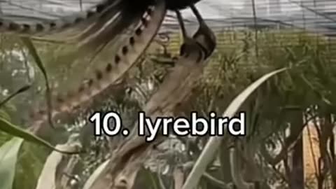 15 Scariest Bird Sounds