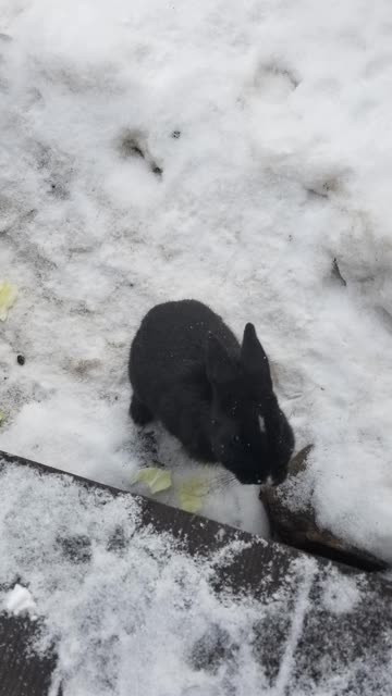 hippity-hoppity, void floof porchocity #SparklegleamFarm #Bunny #farm #rabbit #farmanimals #cute