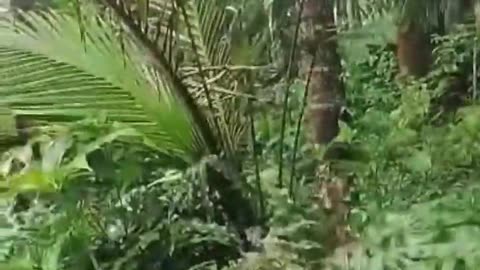🇲🇲 Myanmar War | Dawei Defense Team Battle in Karen State | RCF
