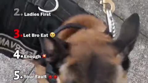 Ranking Funniest Dogs Moments