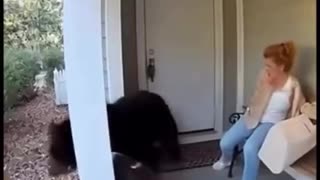 The pitbulls prevent a bear from attacking the women