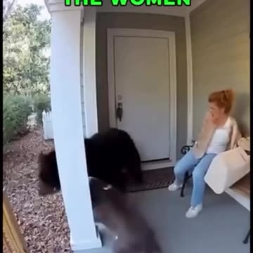 The pitbulls prevent a bear from attacking the women
