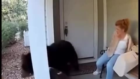 The pitbulls prevent a bear from attacking the women