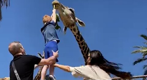 Hilarious Giraffe LIFTS Boy Off Ground 😲 😅 _ FUNNIEST Pets Of The Month