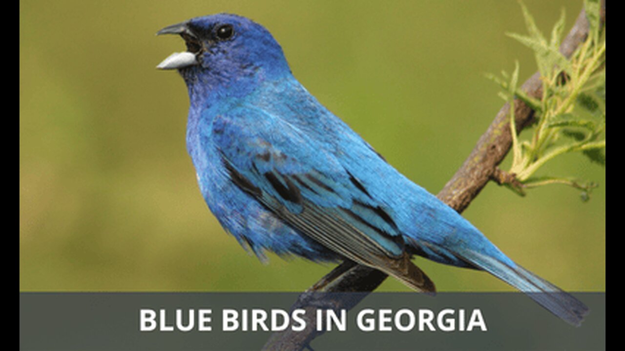 CHIEF BLUE CHICKASAW NEGRO INDIAN