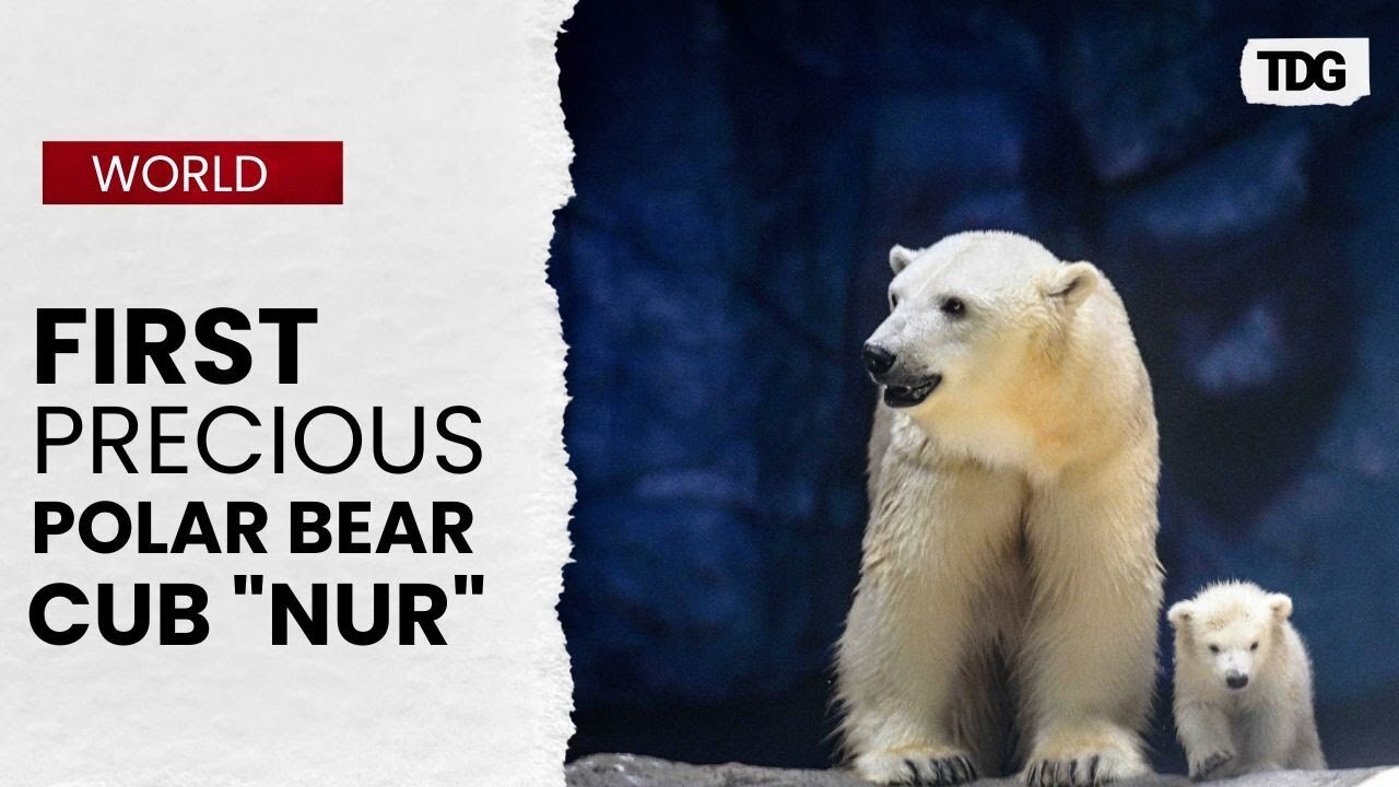 History Made! Brazil’s Sao Paulo Aquarium Welcomes Its First Polar Bear Cub