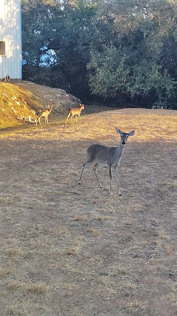 #black #dear #on #TX #land