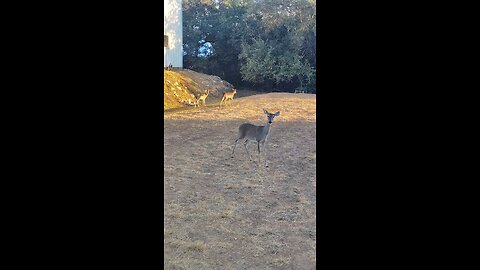 #black #dear #on #TX #land