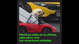 Este perrito sabe cómo vivir con estilo