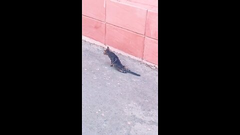 😭😭😭😭😭Cat