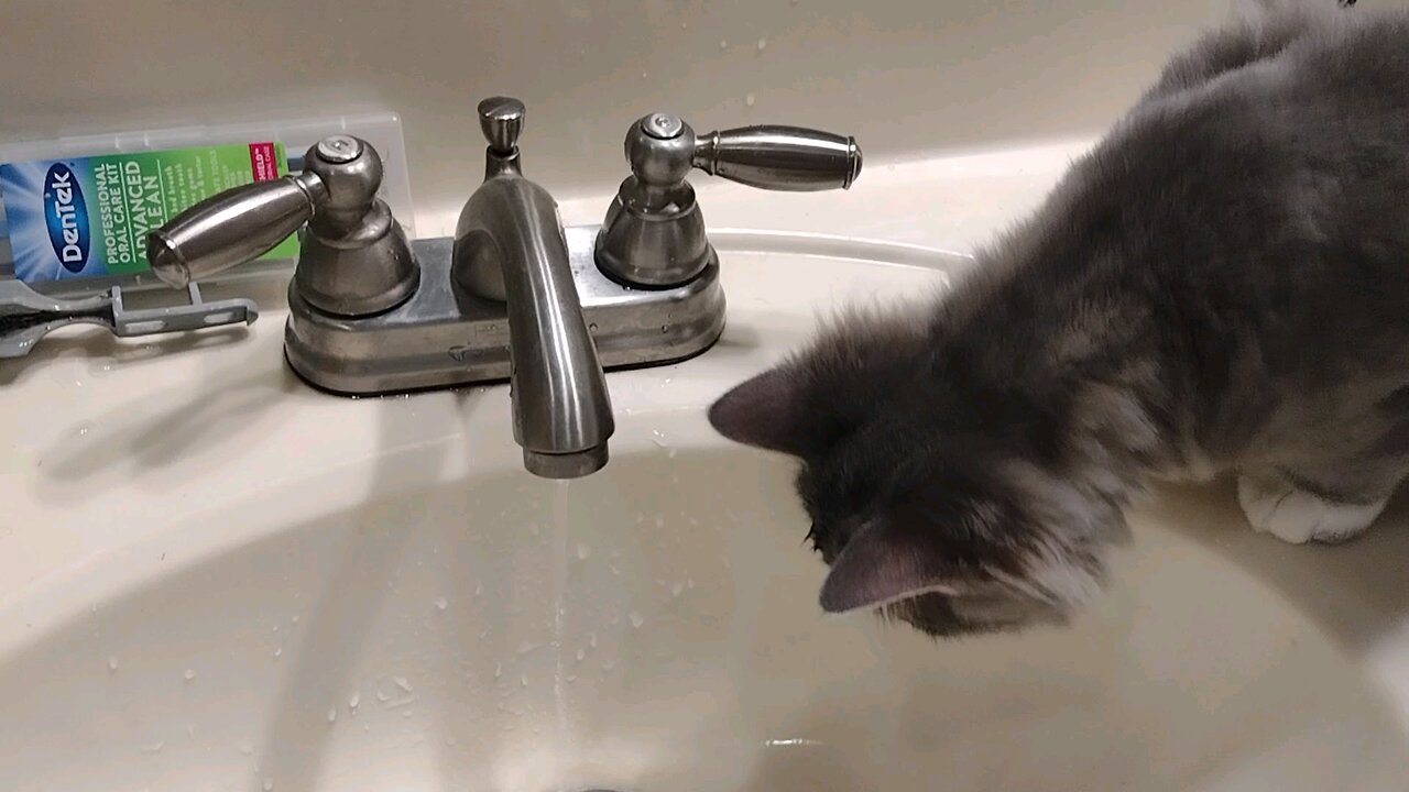 Smokey the cat discovers running water