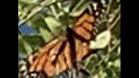 Monarch Butterfly in East Las Vegas