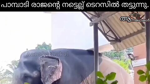 പാമ്പാടി രാജന്റെ നട്ടെല്ല് ഇടിക്കുന്നു _ Pambadi rajan elephant _ Elephant attack kerala 2025