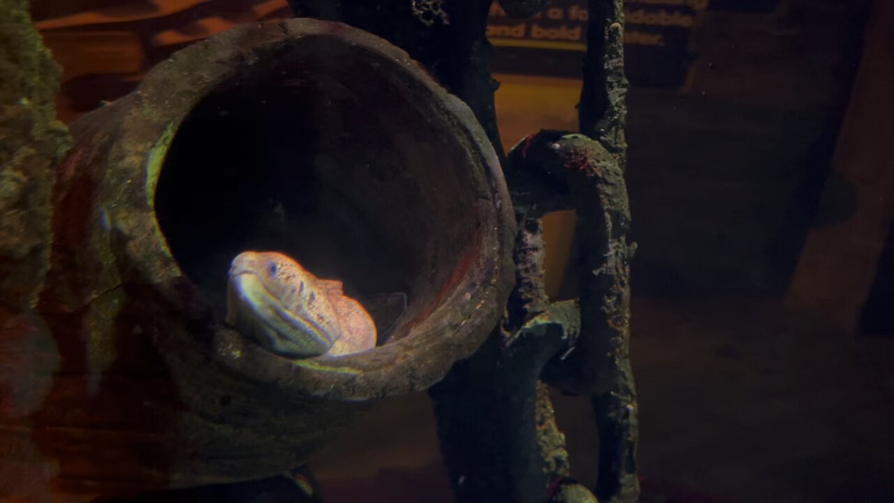 Eel