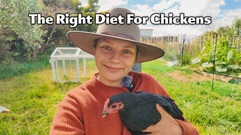 Why You Could Be Hurting Your Chickens With The Wrong Diet