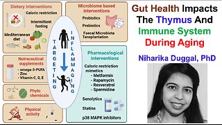 Gut Health Impacts The Thymus And Immune System During Aging