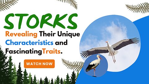 Storks, Revealing Their Unique Characteristics and Fascinating Traits.