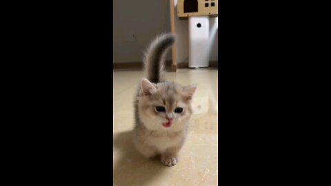 cute cat english video