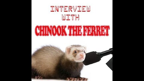 Interview with Chinook the Ferret