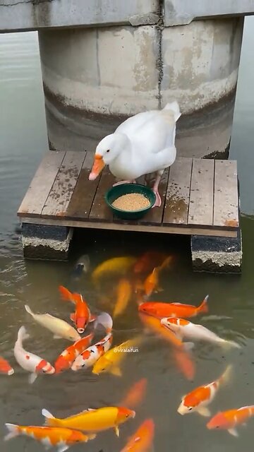 He makes sure his friends eat first.