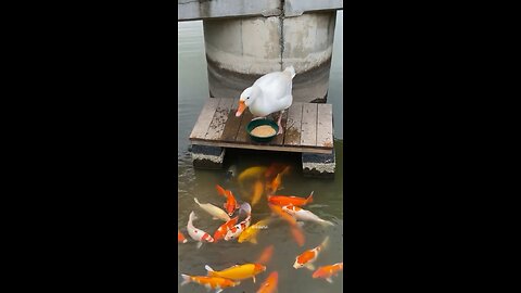 He makes sure his friends eat first.