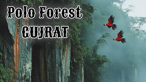 Bird Of Polo forest Vijaynagar Gujrat| Wildlife Documentary| Bird Sanctuary | Facts of Polo forest