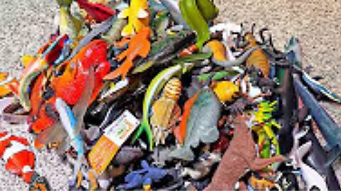 300 Whales, Dolphins, Amphibians, Australian Animals, Insects, Arachnids