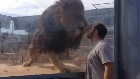 Tony the Lion at Lion Habitat Ranch, Las Vegas | PSN EXPERIMENT"