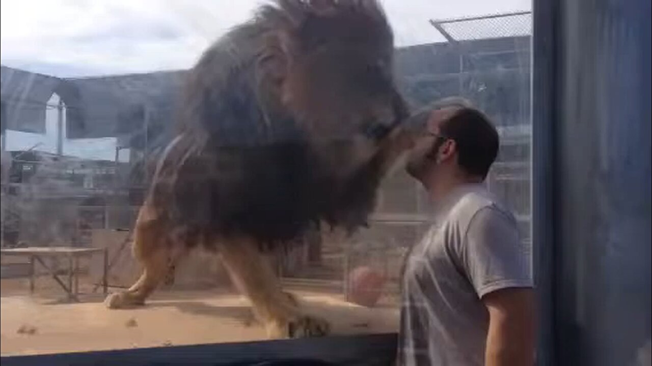 Tony the Lion at Lion Habitat Ranch, Las Vegas | PSN EXPERIMENT"