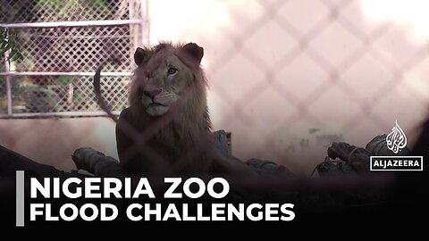 Nigeria's recovering zoo: Enclosure repopulated after losing 60% of its animals
