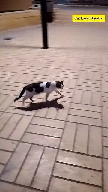 New Cat lover Saudia awsome video