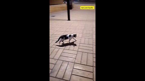 New Cat lover Saudia awsome video