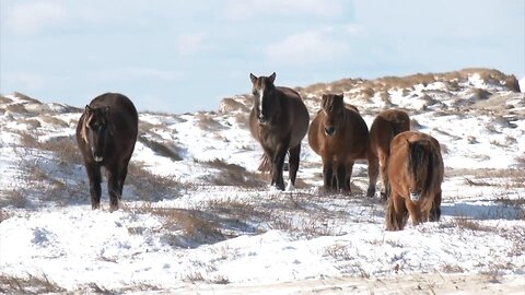 Take a Trip With us to the Famous Sable Island, Where Wild Horses Roam