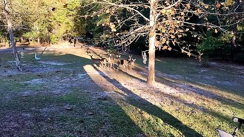 FL Deer told their friends "Corn Treats"