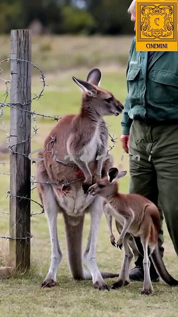wildlife Pray to save his mother