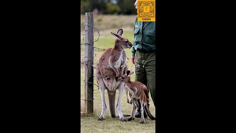 wildlife Pray to save his mother