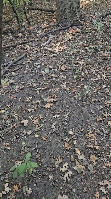 Follow up on the Bananas. They Vanished