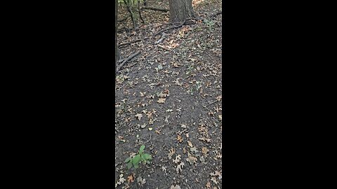 Follow up on the Bananas. They Vanished