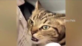 FUNNIEST CAT VIDEO COMPILATION
